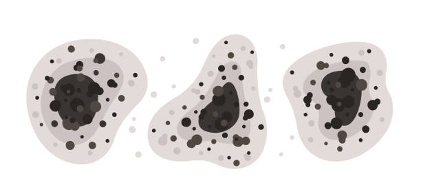 Best Black Mold Removal  in Gresham, OR
